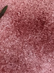 Chlamydomonas nivalis