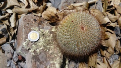 Mammillaria dixanthocentron