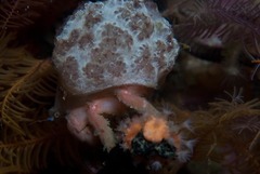 Pseudodromia latens
