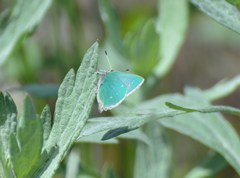 Callophrys viridis