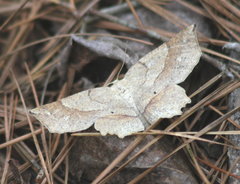 Euchlaena marginaria