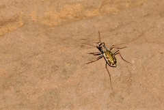 Ellipsoptera sperata