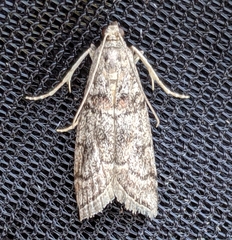 Promylea lunigerella