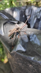 Acanthocephala pittieri