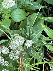 Astrantia major