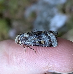 Abagrotis pulchrata