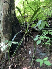 Furcraea guerrerensis