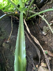 Furcraea guerrerensis