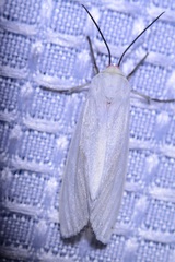 Pygarctia