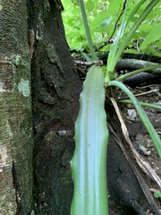 Furcraea guerrerensis