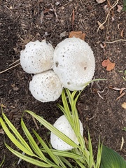 Agaricaceae