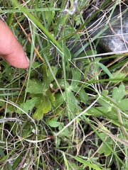 Delphinium hesperium