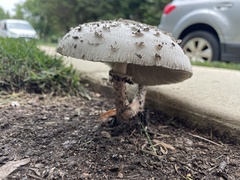 Agaricaceae