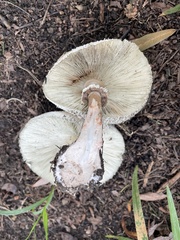 Agaricaceae