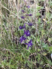 Delphinium hesperium