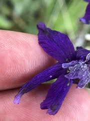 Delphinium hesperium