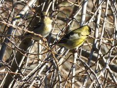 Spinus barbatus