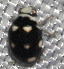 Brachiacantha decempustulata