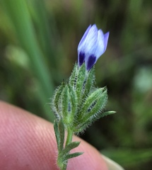 Gilia clivorum