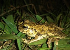 Boana crepitans
