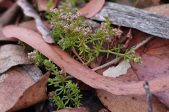 Asperula gunnii