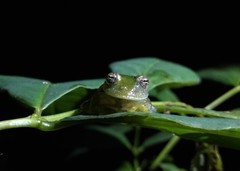 Vitreorana uranoscopa