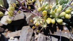 Sedum allantoides