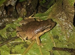 Physalaemus signifer
