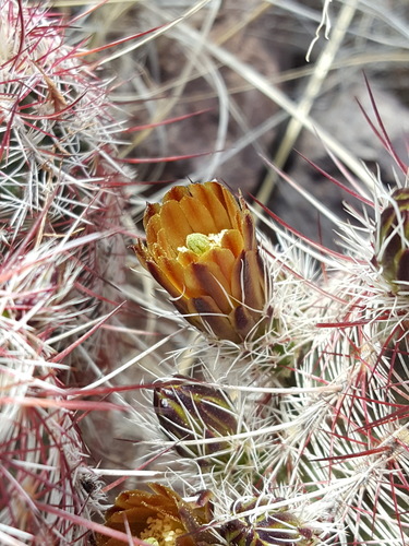 Texas Hedgehog Cactus