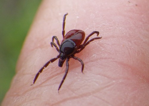 Western Black-legged Tick
