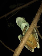 Itapotihyla langsdorffii