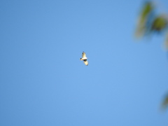 Spizaetus melanoleucus