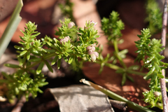Asperula gunnii
