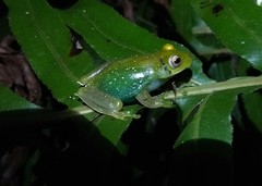 Aplastodiscus leucopygius