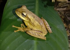 Boana bischoffi