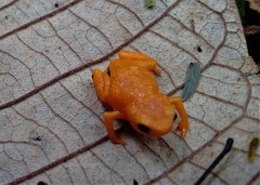 Brachycephalus ephippium