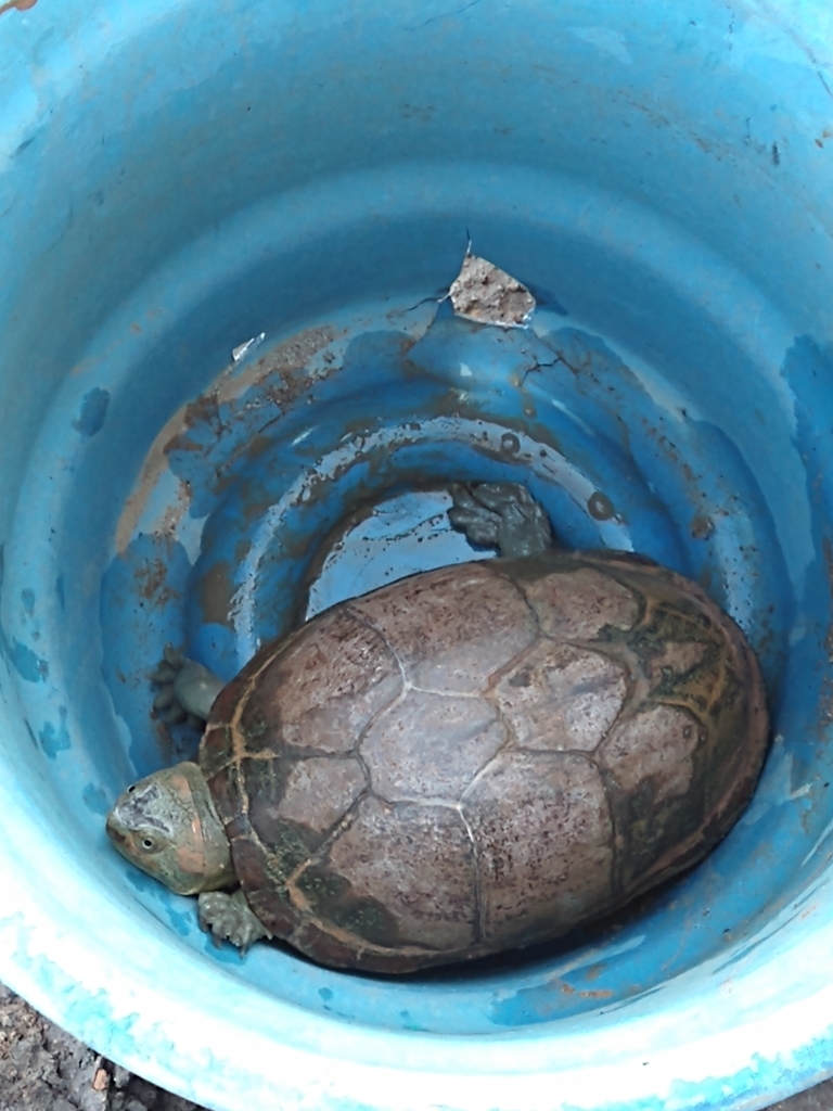 Cora Mud Turtle