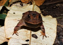 Proceratophrys boiei
