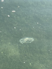 Staurostoma mertensii