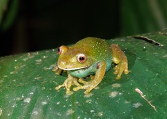 Aplastodiscus leucopygius