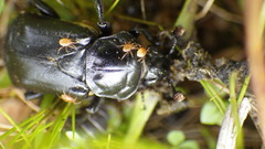 Nicrophorus guttula