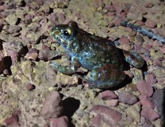 Leptodactylus syphax