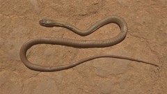 Philodryas nattereri