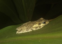 Scinax luizotavioi