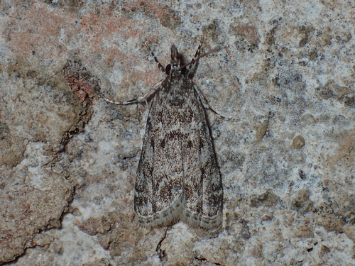 McDunnough's Eudonia photo 3