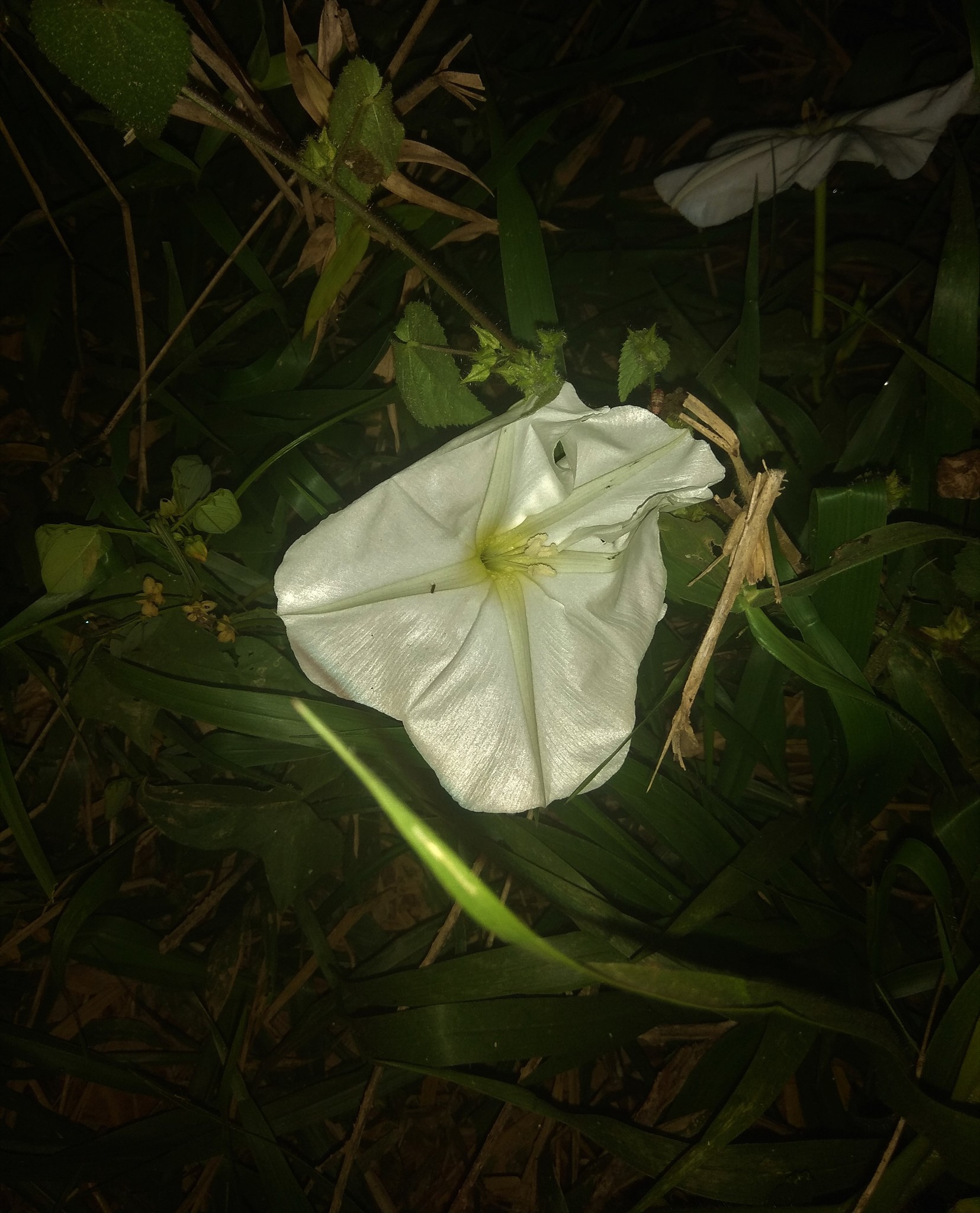 Ipomoea alba