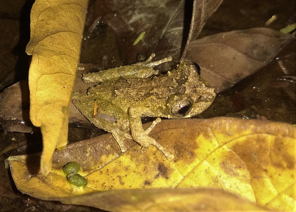 Rio Doce Snouted Treefrog