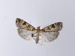 Scoparia ustimacula