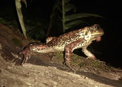 Rhinella rubescens