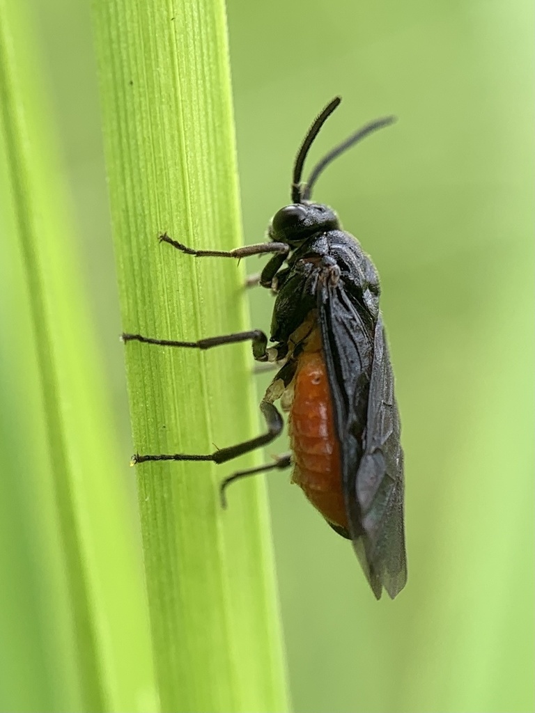 Sphacophilus cellularis
